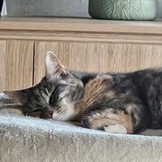 Home Owner wanting sitter in , Australian Capital Territory