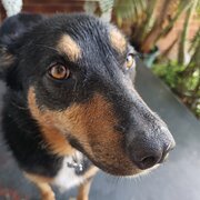 House Sitter - Animal lover of all sorts