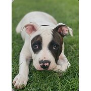 Home Owner wanting sitter in Bundaberg , Queensland