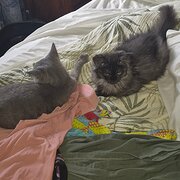 Home Owner wanting sitter in , New South Wales