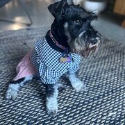 Home Owner wanting sitter in Brisbane , Queensland