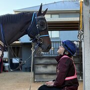 House Sitter - House/ animal sitter 