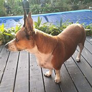 Home Owner wanting sitter in , Western Australia