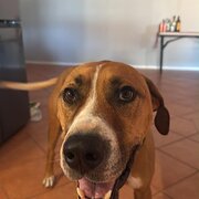 Home Owner wanting sitter in Mandurah, Western Australia