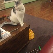 Home Owner wanting sitter in , Victoria