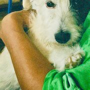 House Sitter - Lunita