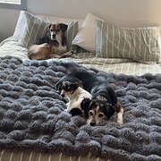 Home Owner wanting sitter in Hobart , Tasmania