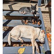 Home Owner wanting sitter in Lismore , New South Wales