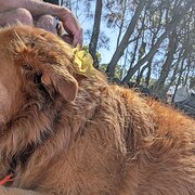 Home Owner wanting sitter in Brisbane , New South Wales