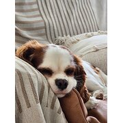 Home Owner wanting sitter in , Queensland