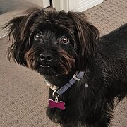 Home Owner wanting sitter in BRISBANE, Queensland