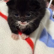 Home Owner wanting sitter in Dubbo, New South Wales