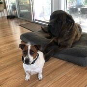 Home Owner wanting sitter in Newcastle , New South Wales