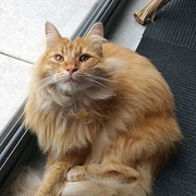 Home Owner wanting sitter in Beenleigh, Queensland