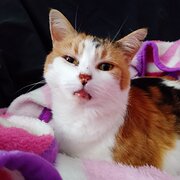 Home Owner wanting sitter in Launceston , Tasmania