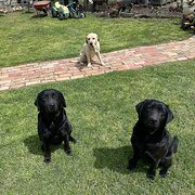 Home Owner wanting sitter in Ballarat , Victoria