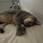 Home Owner wanting sitter in , Queensland