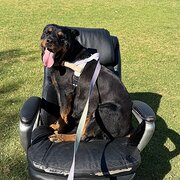 Home Owner wanting sitter in Perth, Western Australia