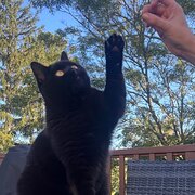 Home Owner wanting sitter in Woodford, New South Wales