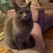 Home Owner wanting sitter in HOBART, Tasmania