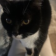 House Sitter - Imogen Bowran