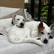 Home Owner wanting sitter in , New South Wales