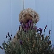 Home Owner wanting sitter in Sydney, New South Wales