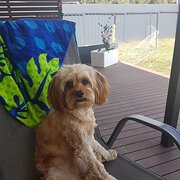 Home Owner wanting sitter in Parkes, New South Wales