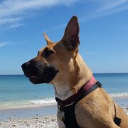 Home Owner wanting sitter in Fremantle, Western Australia