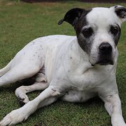 Home Owner wanting sitter in , Queensland