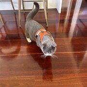 Home Owner wanting sitter in Lismore, New South Wales