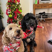 Home Owner wanting sitter in Adelaide , South Australia