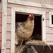 Home Owner wanting sitter in , Victoria