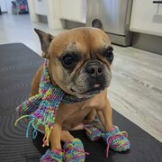 Home Owner wanting sitter in , Queensland