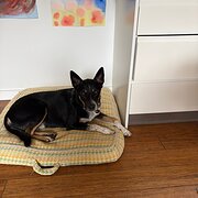 Home Owner wanting sitter in Gosford, New South Wales