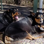 Home Owner wanting sitter in Adelaide , South Australia