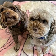 Home Owner wanting sitter in Kingaroy or Wondai , Queensland