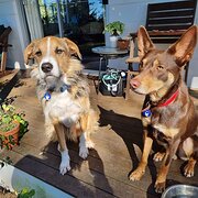 Home Owner wanting sitter in Maroochydore , Queensland