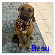 Home Owner wanting sitter in Brisbane , Queensland