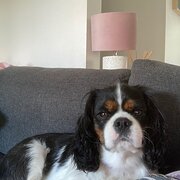 Home Owner wanting sitter in Bendigo, Victoria