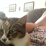 House Sitter - Life on the road with some house sitting