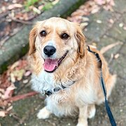 Home Owner wanting sitter in , New South Wales