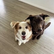 Home Owner wanting sitter in Gold Coast , Queensland