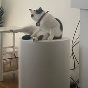 Home Owner wanting sitter in Sydney, New South Wales