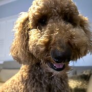 Home Owner wanting sitter in , New South Wales