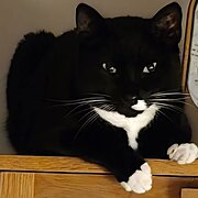 Home Owner wanting sitter in Adelaide , South Australia