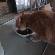 House Sitter - H_P