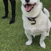 Home Owner wanting sitter in Perth, Western Australia