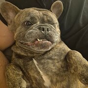 Home Owner wanting sitter in , New South Wales