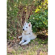 Home Owner wanting sitter in , Victoria